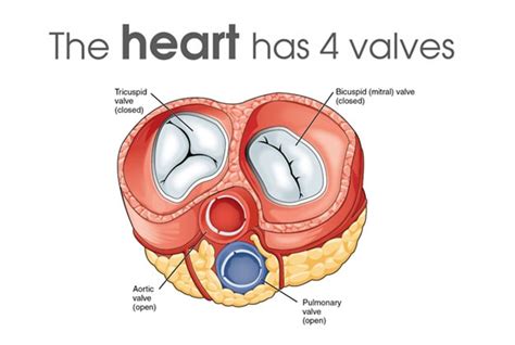 Different Valves in Heart & Their Function - Dr Hamdulay