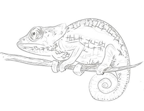 How to draw a chameleon with a pencil. Step-by-step drawing lesson.