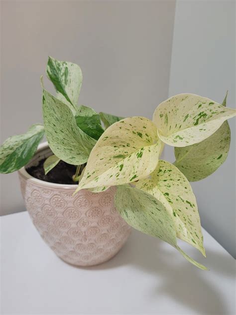 Variegated Pothos Live Plant Houseplant - Etsy