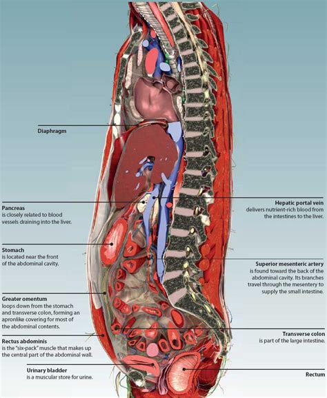 Human Abdomen Anatomy Male : Abdomen Quadrants Abdominal Quadrant Upper ...