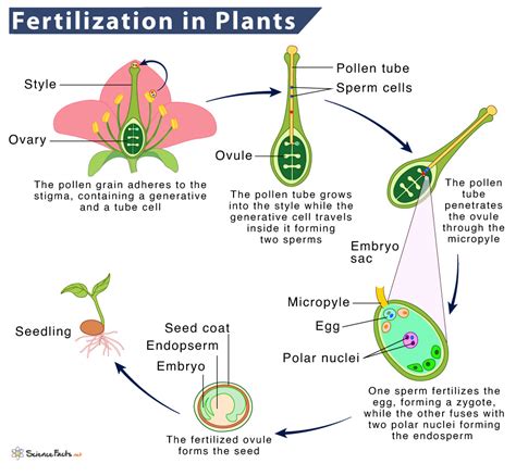 Plant Ovule