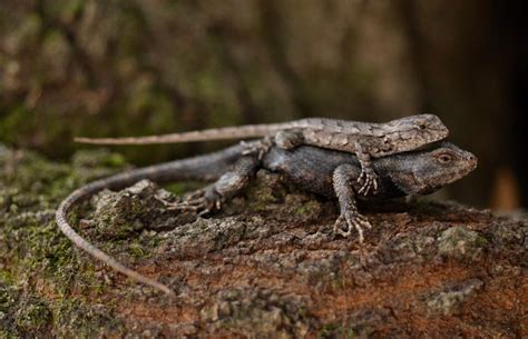 Eastern Fence Lizard: Fast, Flashy, Savvy – Georgia Wildlife Blog