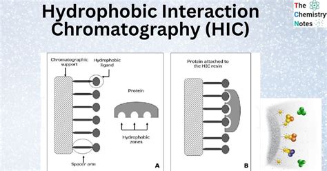 Hydrophobic interaction chromatography (HIC)