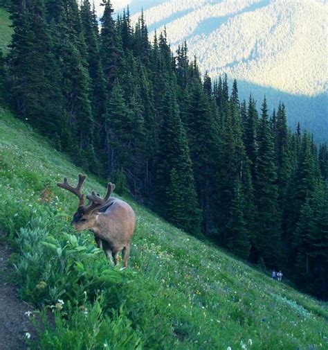 olympic_national_park_wildlife | Olympic national park, Olympic ...