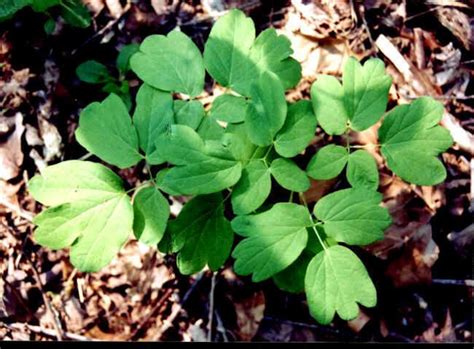 Buy Black Cohosh Plants Wholesale | Actaea racemosa