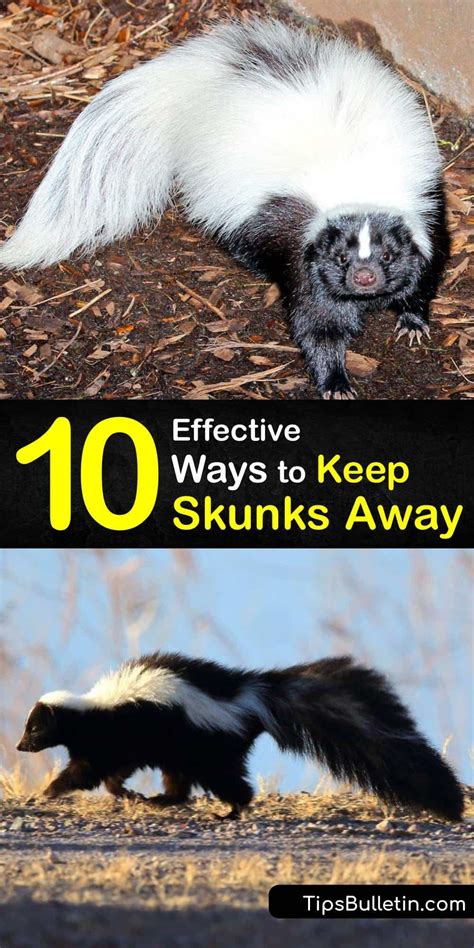 10 Effective Ways to Keep Skunks Away | Skunk repellent, Skunk smell, Skunk