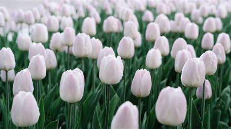 White Tulips Desktop Wallpapers - Top Free White Tulips Desktop ...