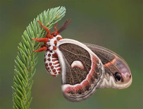 Moth vs Butterfly - What Is The Difference? - Animal Hype