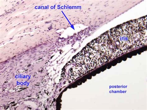 Canal Of Schlemm Histology