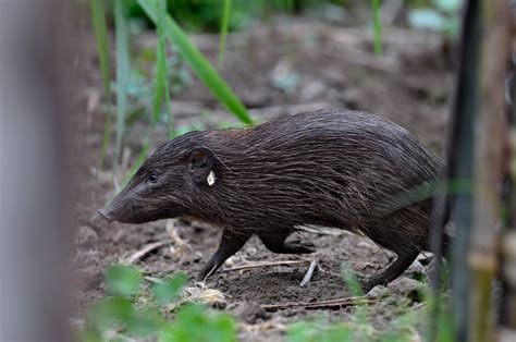 Rewilding the Rare Pygmy Hog in Assam | Conservation India