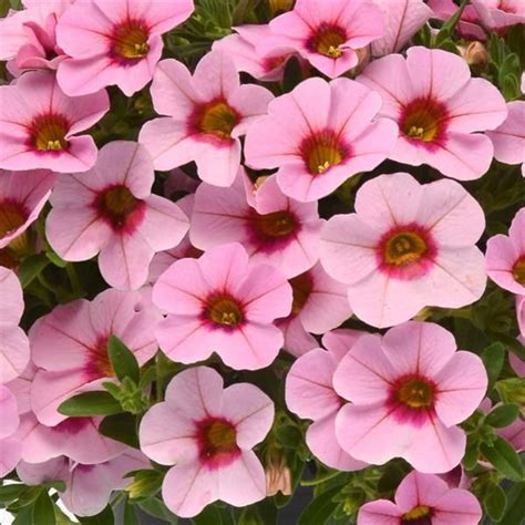 Calibrachoa Seeds for sale | Million Bells | Annual Flower Seeds ...