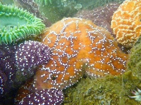 Haystack Rock Tide Pools | Haystack Rock Tidal pools | Tide pools at ...