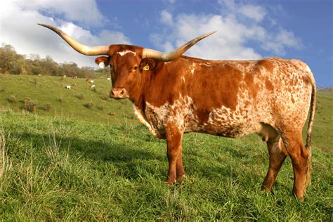 Texas Longhorns Animal Herd