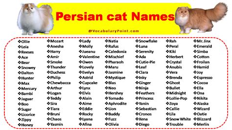 200+ Best Persian Cat Names (Unique, Male & Female) - Vocabulary Point