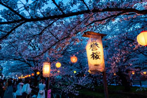 Japan Cherry Blossom Festival 2024 - Hedy Ralina