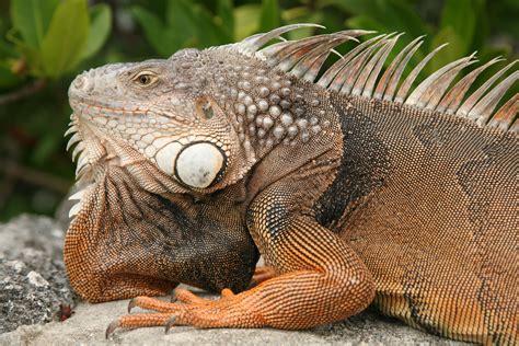 family Iguanidae - Iguanas Lizard Species, Amazing Animal Pictures ...