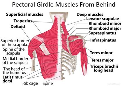 Pectoral Girdle Anatomy: Bones, Muscles, Function, Diagram ...