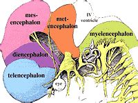 Lab 3 Brain Gross Anatomy - Divisions