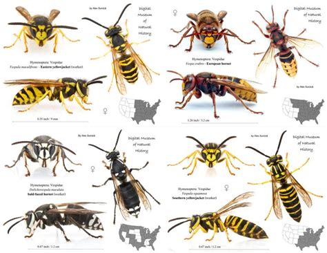 Bee Identification Chart Pictures to Pin on Pinterest - PinsDaddy