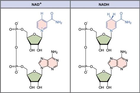 Difference Between NADH and FADH2 | Compare the Difference Between ...