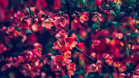 Red Pearls Flowers Tree Branches 4K HD Flowers Wallpapers | HD ...