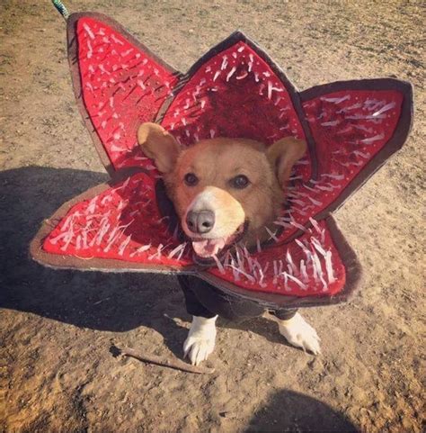 Demogorgon costume for pets | Stranger things costume, Pet halloween ...