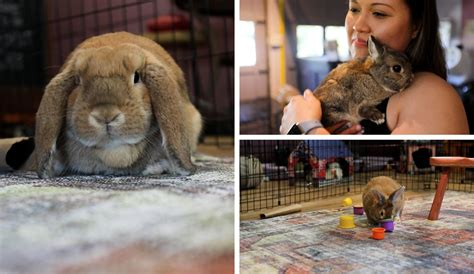 Inside N.J.’s adorable bunny café, for snuggling, sipping and adopting ...