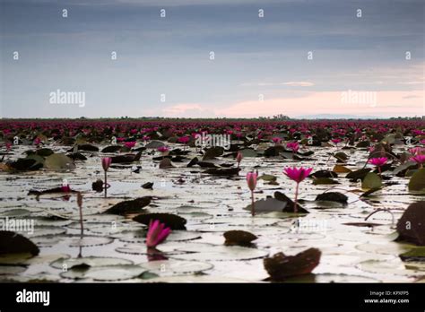 Beautiful blue sky sunset at lotus lake Stock Photo - Alamy