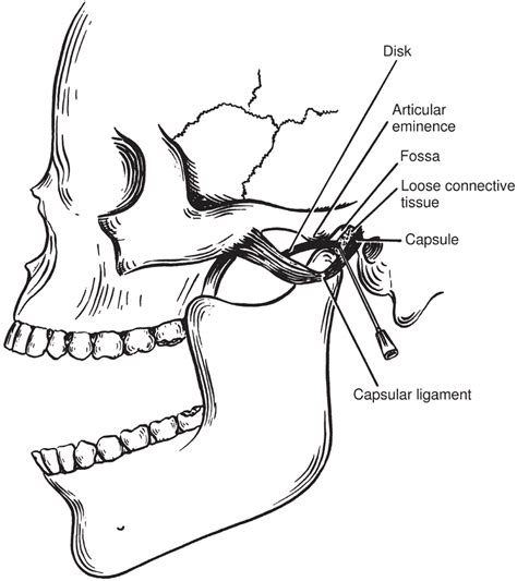 Glenoid Fossa Skull