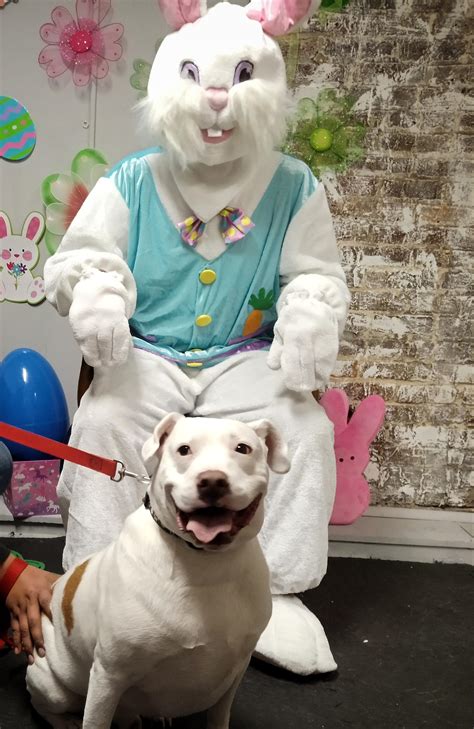 Happy Easter from my bunny to yours 🥰 : r/pitbulls