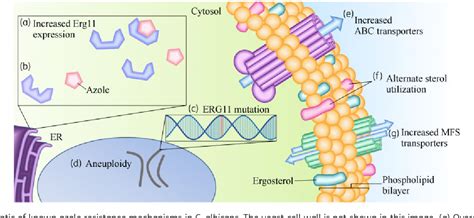 Figure 1 from Molecular and genetic basis of azole antifungal ...