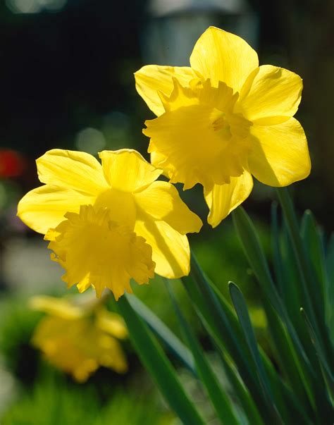 Top 10 Favorite Daffodils To Plant Now | Garden Pics and Tips