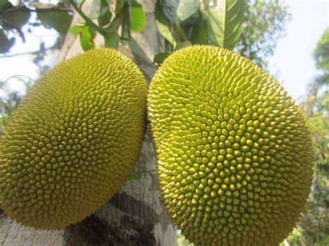 One strange fruit… Jackfruit! | Two Black Haired Girls