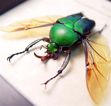 Eudicella morgani camerunensis Male - Green flying African Beetle