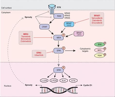 MAPK Pathway in Cancer: What's New In Treatment? - Cancer Commons