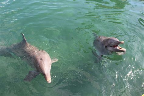 Zwemmen met Dolfijnen in Puerto Aventuras | musement