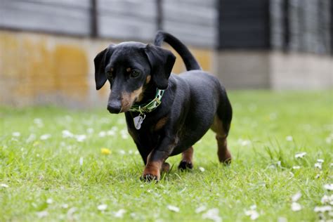 Miniature Dachshund Facts, Info, Temperament, Puppies, Pictures