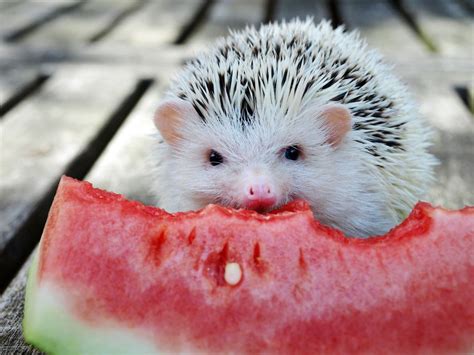 Pinterest | Hedgehog pet, Cute hedgehog, Baby hedgehog