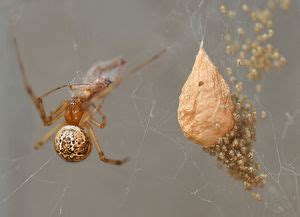 Common house spider - CreationWiki, the encyclopedia of creation science