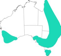 Where Do Echidnas Live In Australia Map