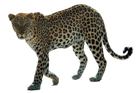 Leopard PNG Transparent Images