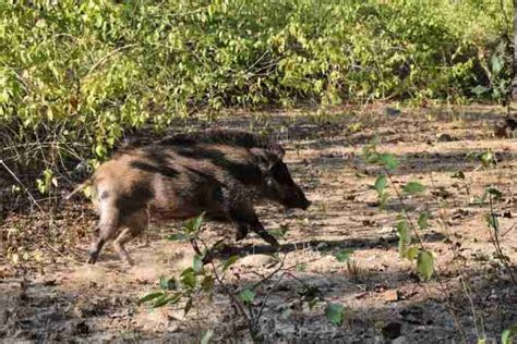 Hog Hunting 101: A Hog Wild Adventure! • Hookers and Holsters