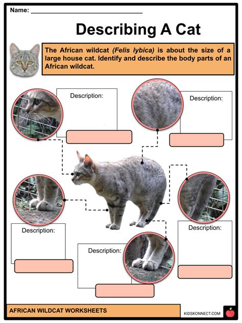 African Wildcat Worksheets & Facts | Taxonomy, Anatomy, Habitat