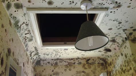 Black Mould On Walls Causes Symptoms Prevention Treatment