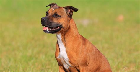 Staffordshire Bull Terrier Guide (Breed Characteristics)