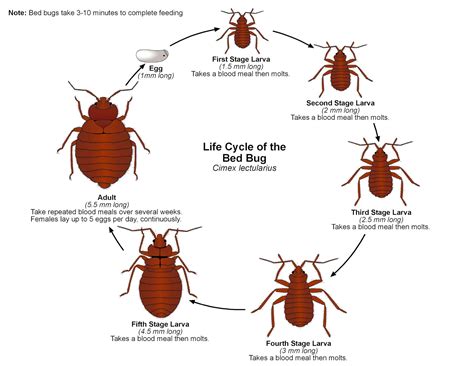 Pregnant Bed Bug Pictures | BangDodo