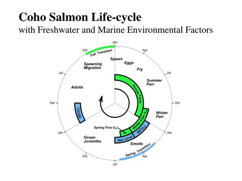 PPT - Closing the Loop: Environmental Variability Throughout the Life ...