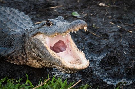 Huge alligator found in Arkansas rice field after rain causes rivers to ...