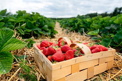 20+ Ways to Preserve Strawberries