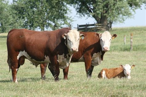 Pin by Harold Davies on farm | Cattle ranching, Hereford cattle, Baby cows